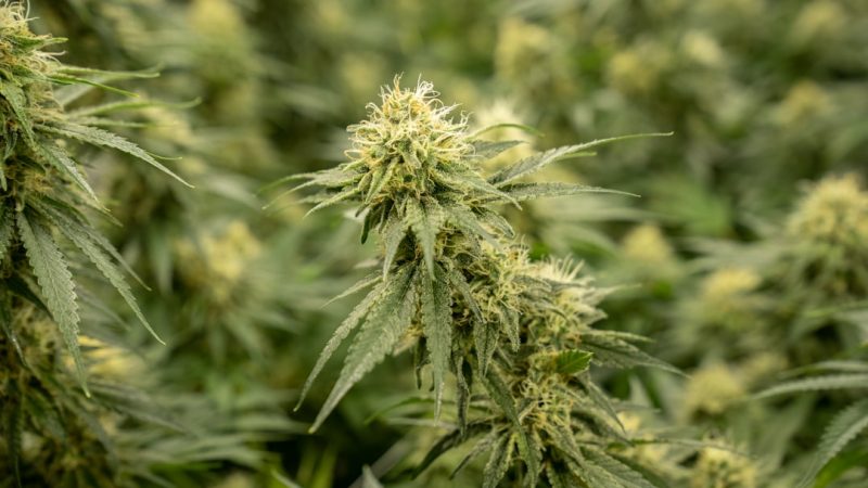 Fast and Discreet Vape Delivery in Prague: Your Online Cannabis Vape Shop