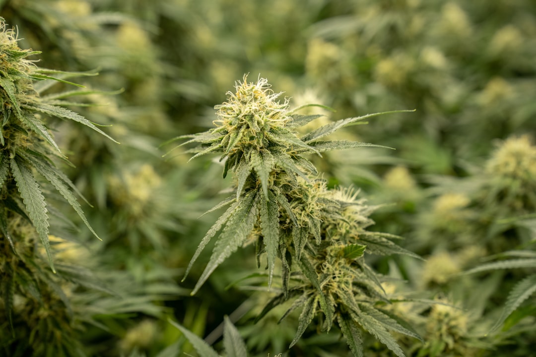 Fast and Discreet Vape Delivery in Prague: Your Online Cannabis Vape Shop