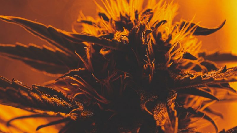 Premium Cannabis Delivery in Prague