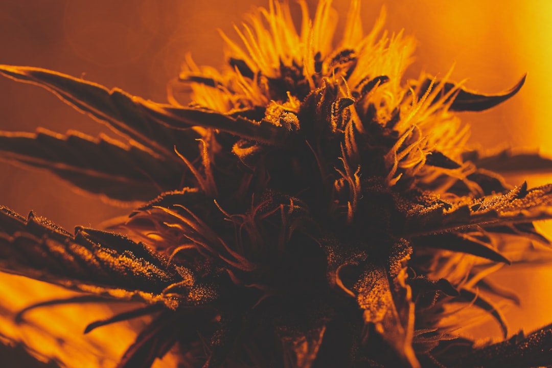 Premium Cannabis Delivery in Prague