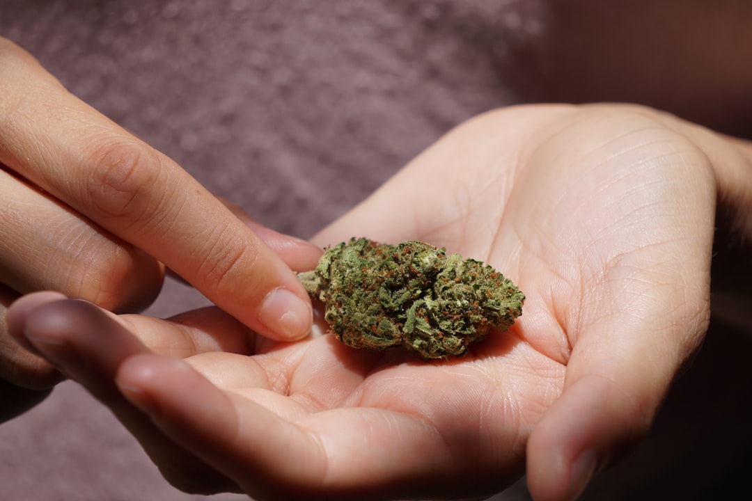 Prague Cannabis Delivery: Fast, Reliable, Same‑Day Service