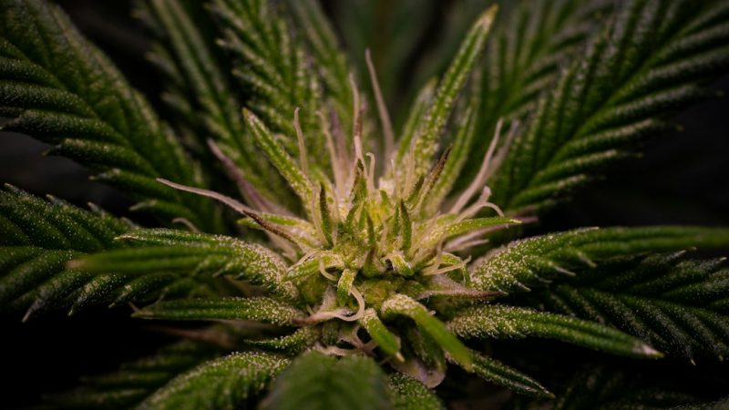 High‑Quality THC Vapes in Prague: Legal, Safe, and Convenient