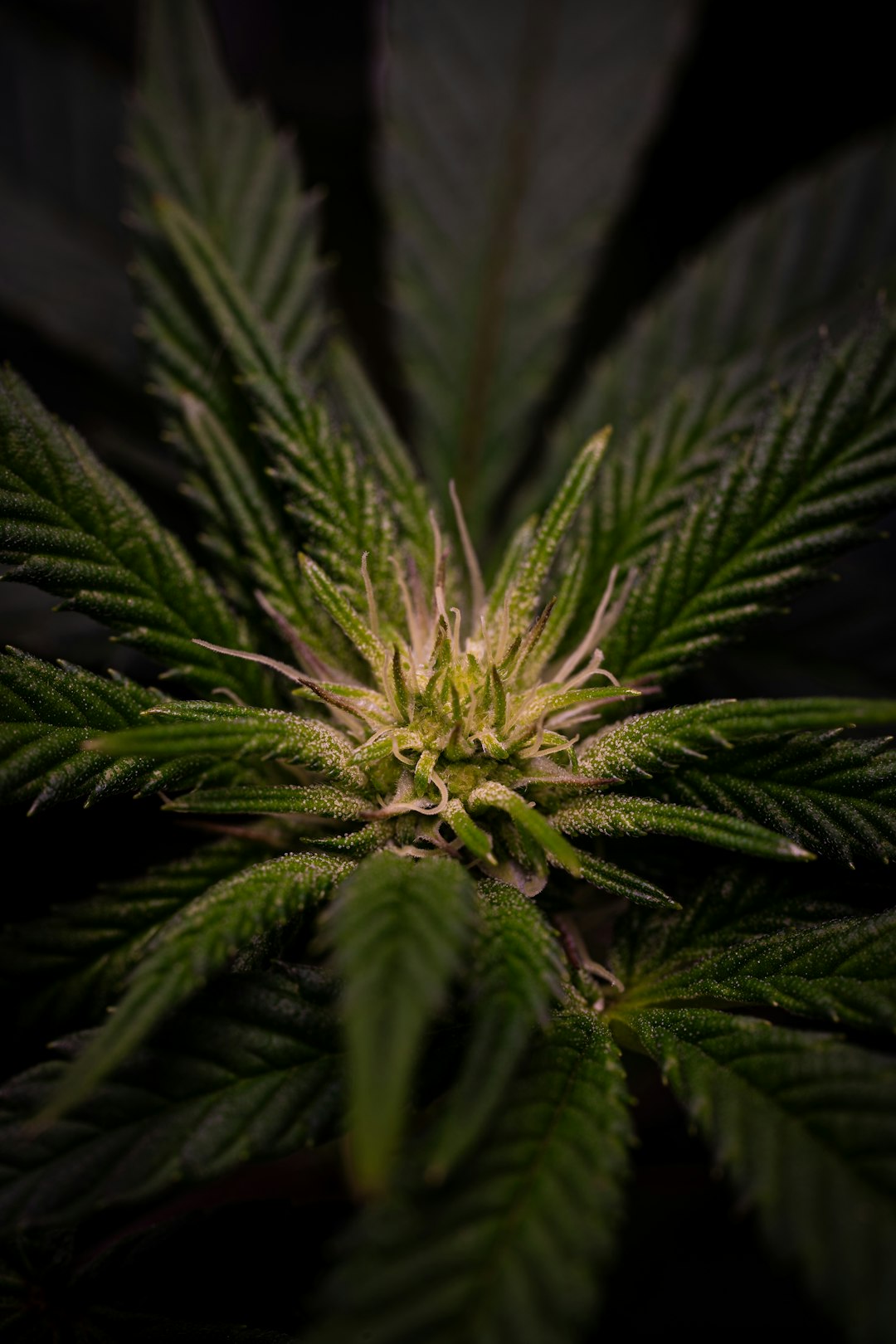High‑Quality THC Vapes in Prague: Legal, Safe, and Convenient