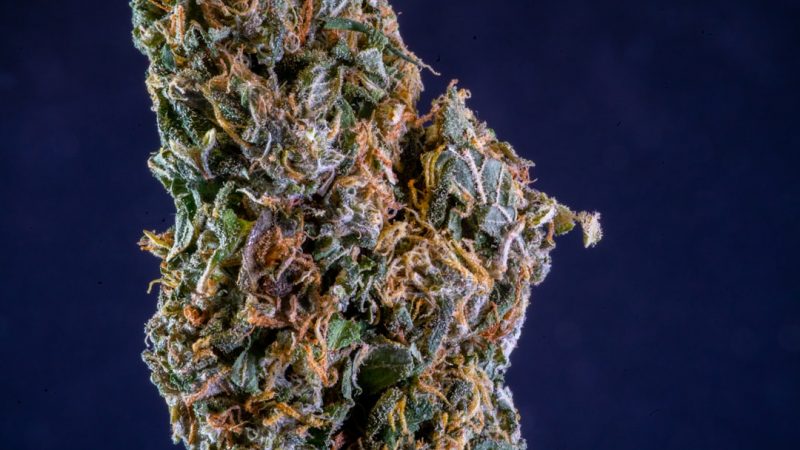 Prague Cannabis Market: Prices, Quality, and Legal Landscape