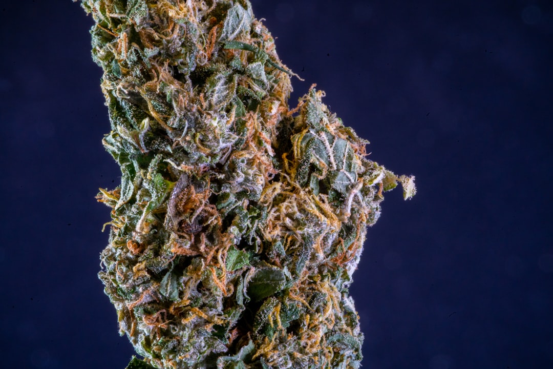 Prague Cannabis Market: Prices, Quality, and Legal Landscape