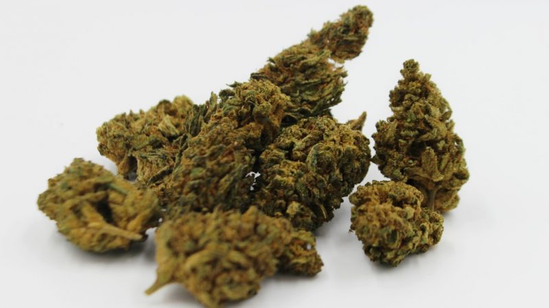 Prague Cannabis Distributor – Wholesale Prices