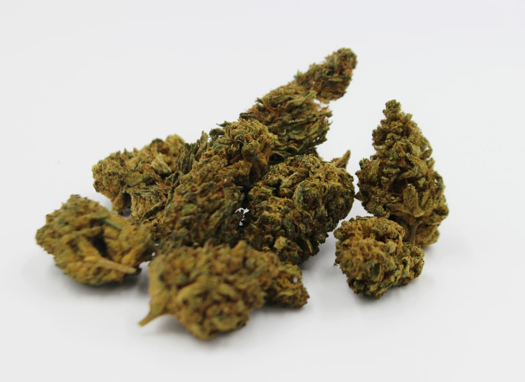 Prague Cannabis Distributor – Wholesale Prices