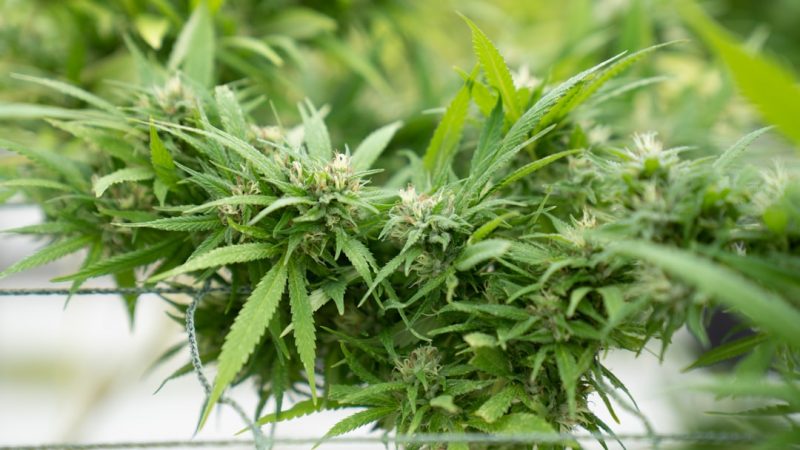 Prague’s cannabis scene is evolving rapidly, and one of the most popular products on the market today is THC chocolates