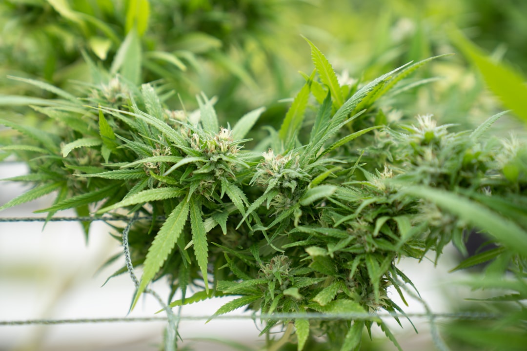 Prague’s cannabis scene is evolving rapidly, and one of the most popular products on the market today is THC chocolates