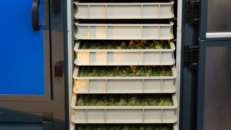 Welcome to the premier destination for cannabis, marijuana, hemp, and all‑things‑THC in Prague