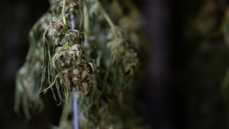 Reliable THC Joint Delivery in Prague