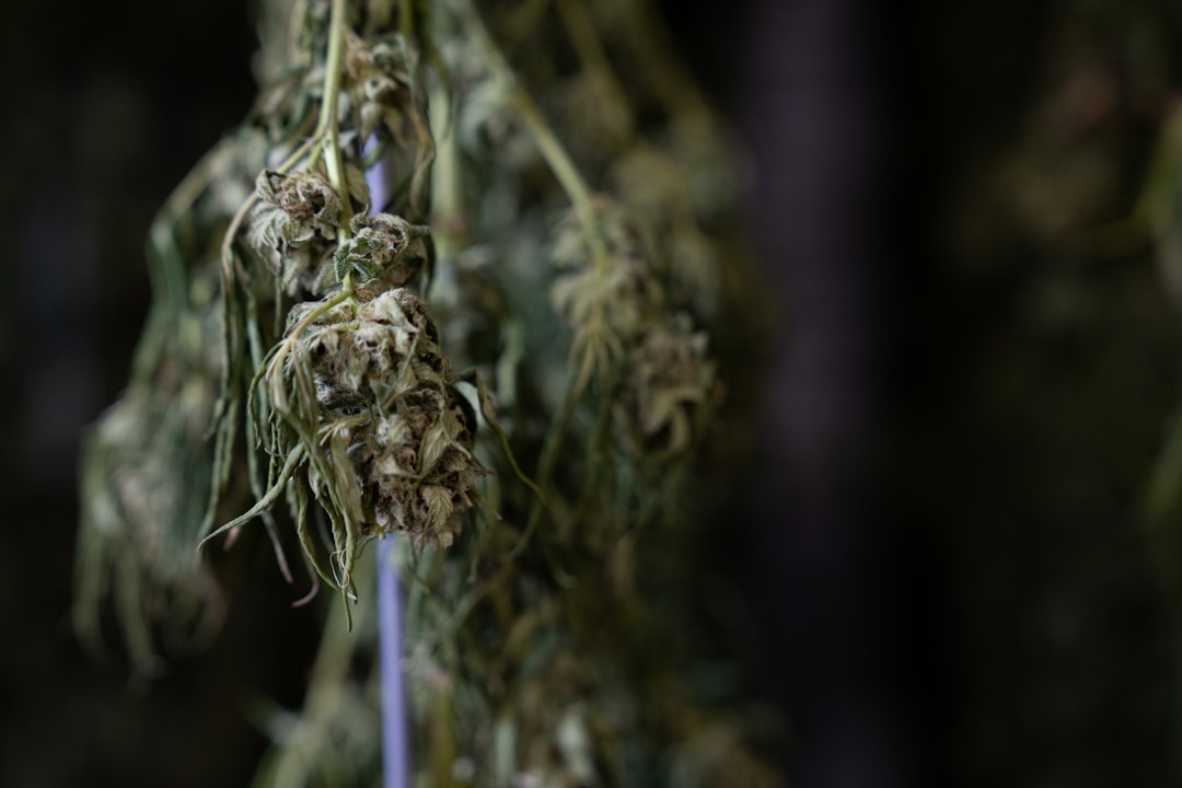 Reliable THC Joint Delivery in Prague