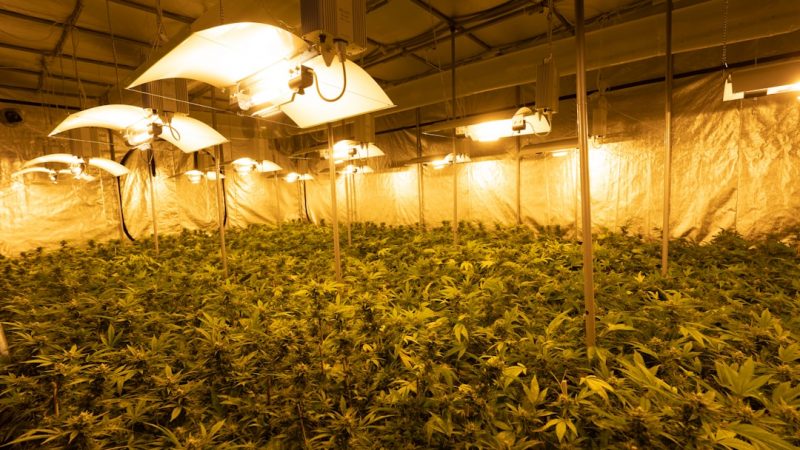 Welcome to the premier hemp shop in Prague