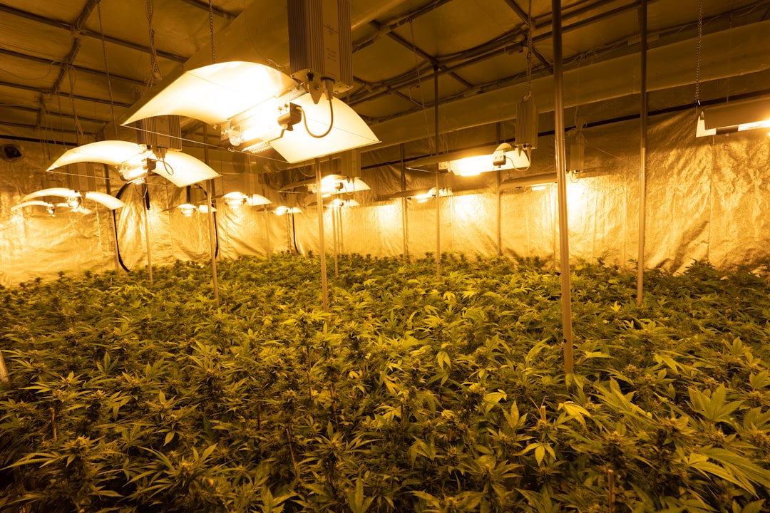 Welcome to the premier hemp shop in Prague
