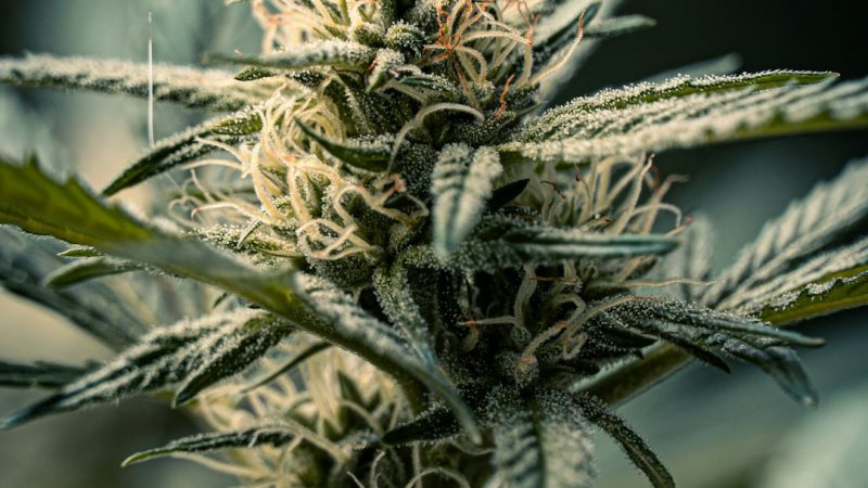 Welcome to the premier destination for THC joints deals in Prague