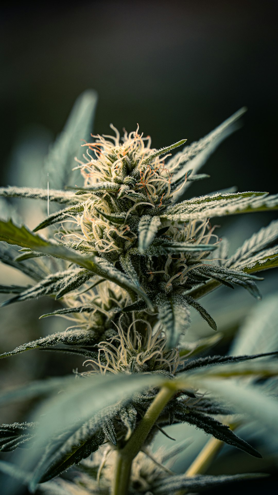 Welcome to the premier destination for THC joints deals in Prague