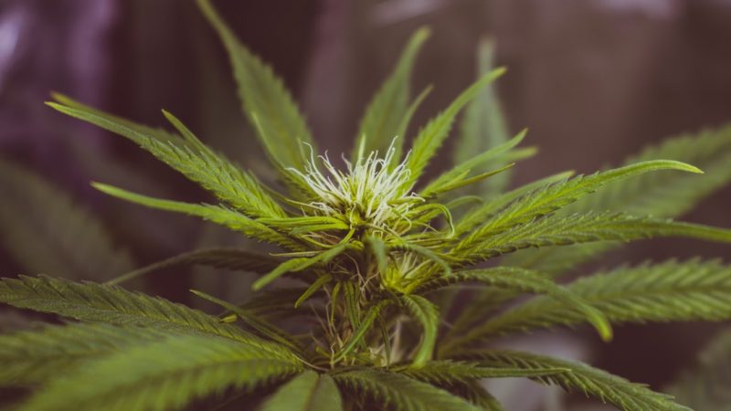 Prague Cannabis Delivery