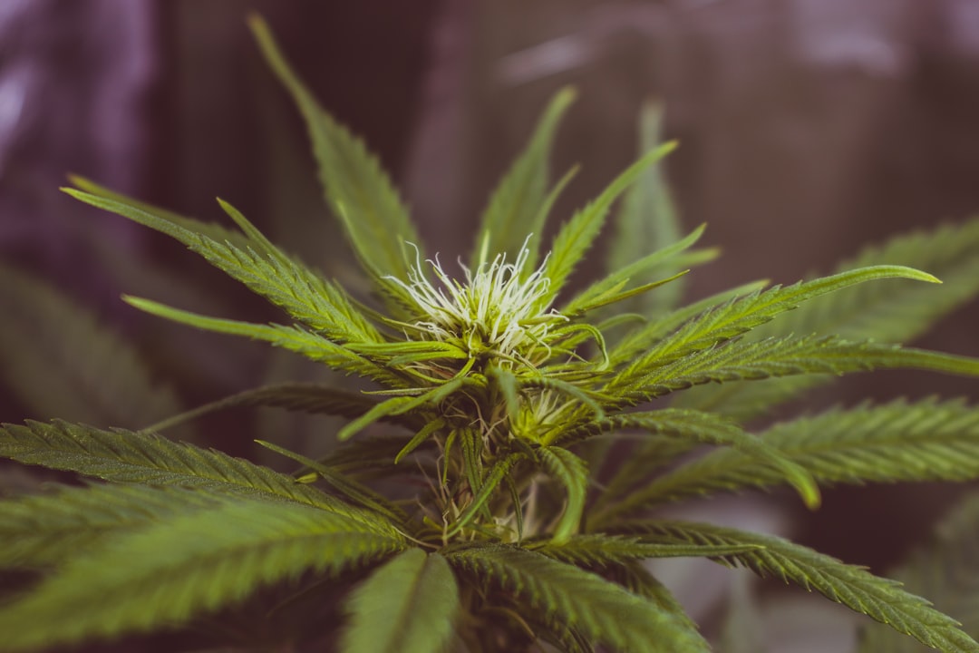 Prague Cannabis Delivery