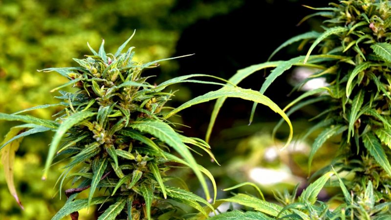 Welcome to the ultimate guide for Prague THC chocolate lovers