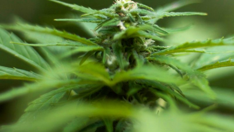 Prague the city of castles cobblestone streets and vibrant nightlife is also a growing hub for cannabis enthusiasts