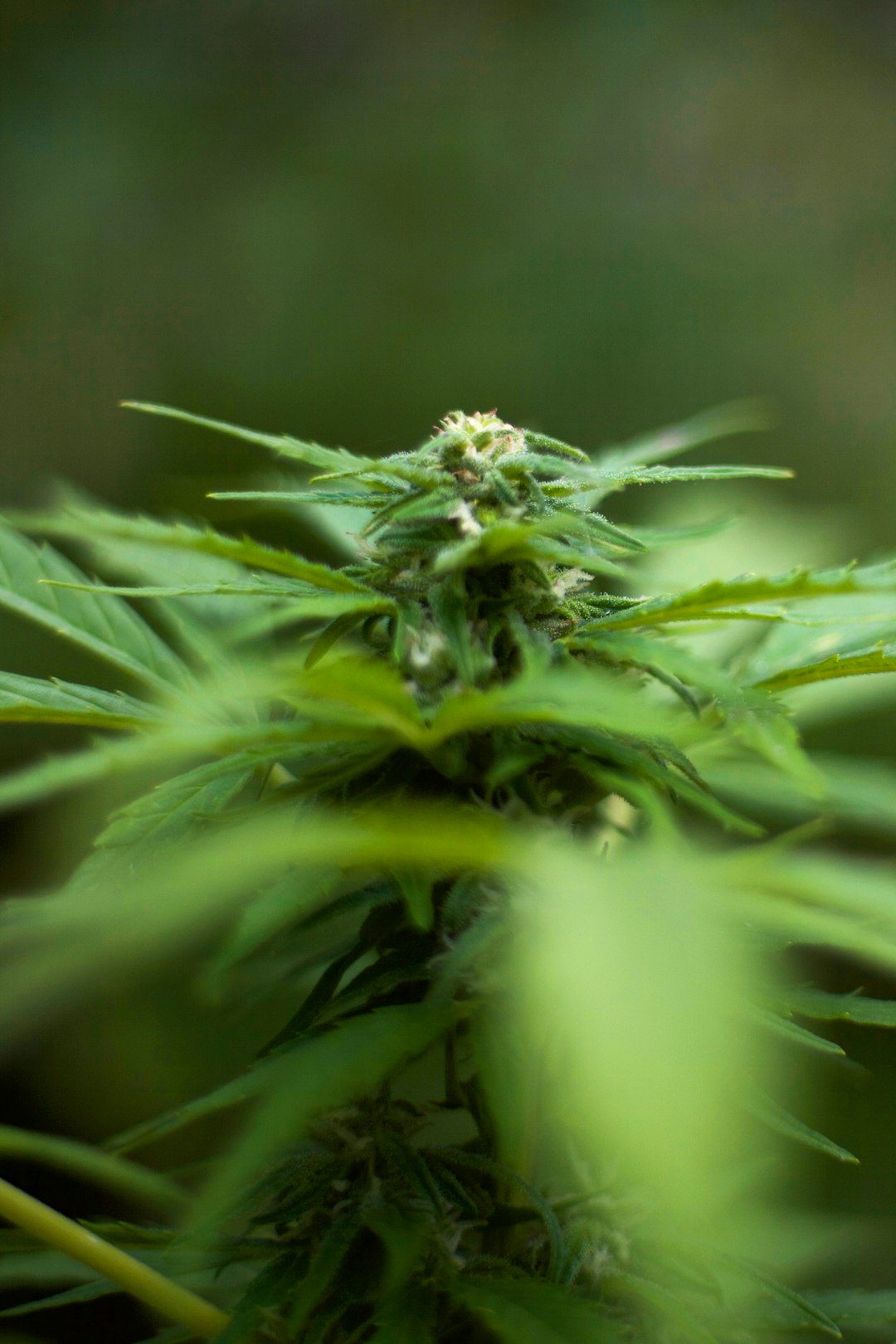 Prague the city of castles cobblestone streets and vibrant nightlife is also a growing hub for cannabis enthusiasts