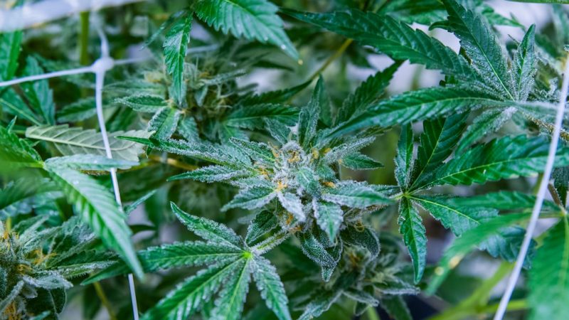 Online Cannabis Shop in Prague: Buy THC Joints, Edibles, Vapes & More