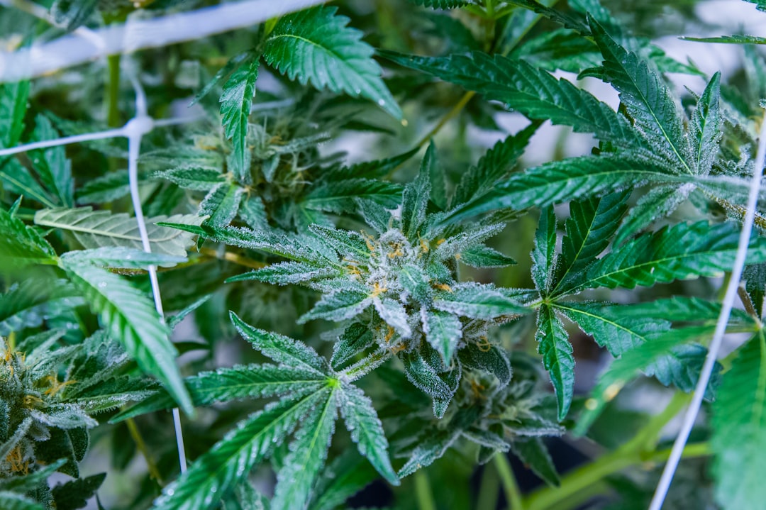 Online Cannabis Shop in Prague: Buy THC Joints, Edibles, Vapes & More