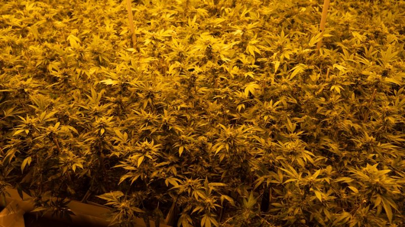 Prague Cannabis Dispensary Quality Variety and Discreet Delivery