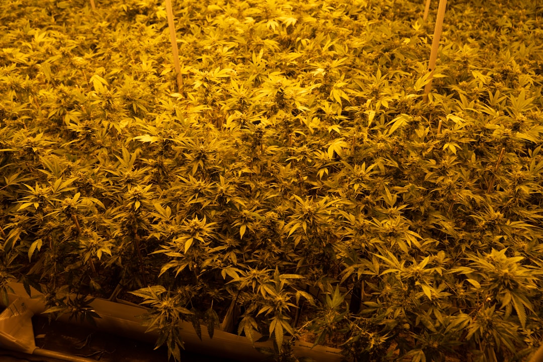Prague Cannabis Dispensary Quality Variety and Discreet Delivery