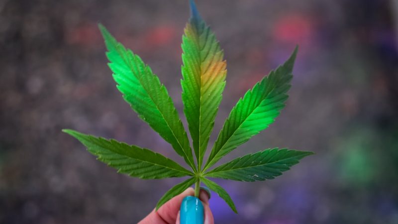 Cannabis‑Infused Chocolate Boutique in Prague’s New Town