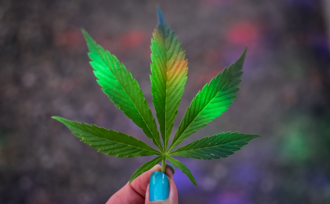 Cannabis‑Infused Chocolate Boutique in Prague’s New Town