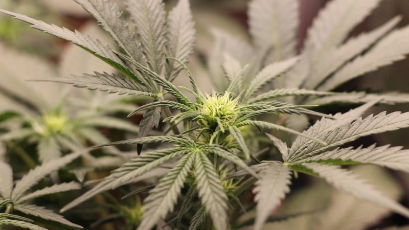 Cannabis Delivery Prague