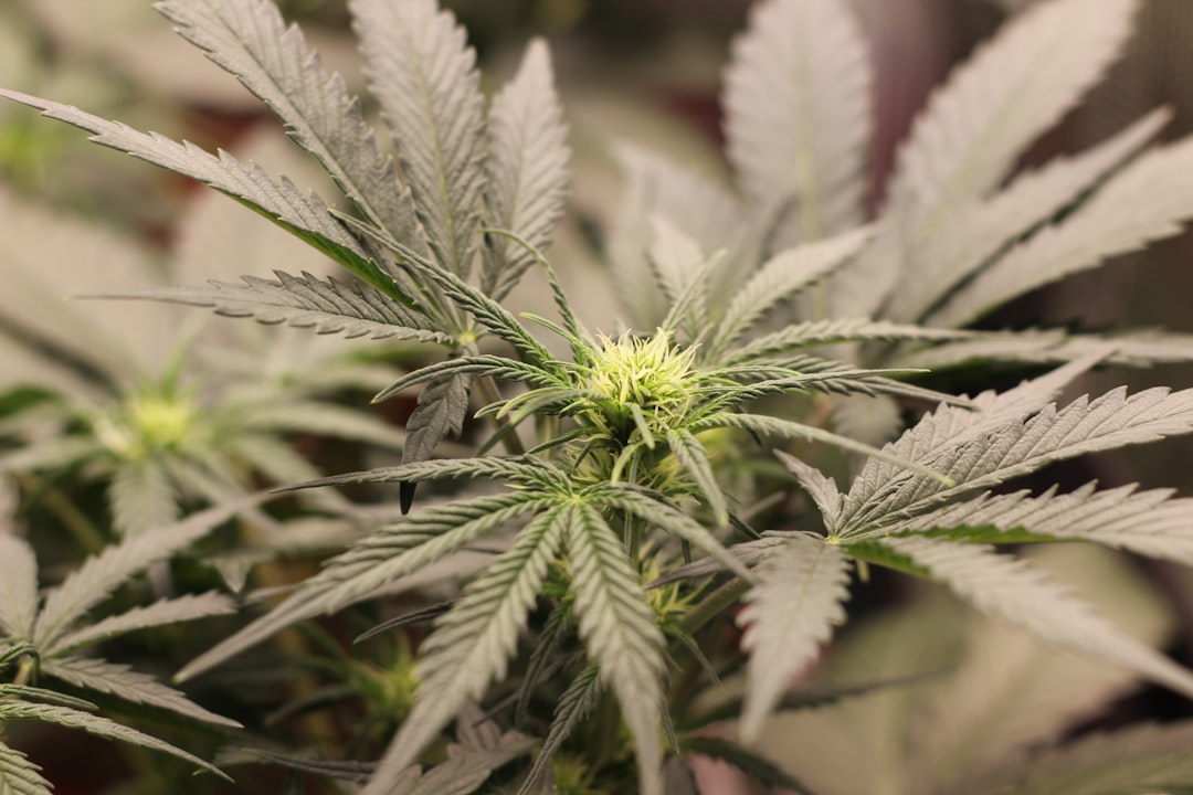 Cannabis Delivery Prague