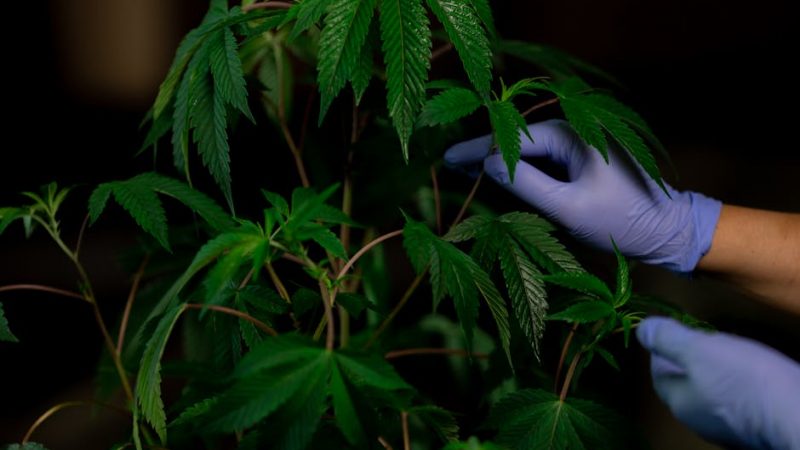 Prague Hemp Market and Cannabis Community