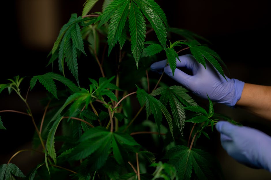 Prague Hemp Market and Cannabis Community