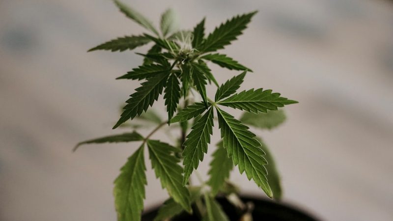 Ultimate Guide to Buying Cannabis in Prague