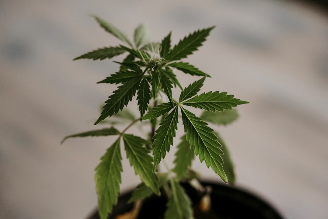 Ultimate Guide to Buying Cannabis in Prague
