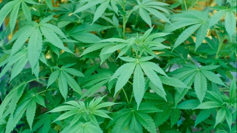 Welcome to the premier Prague cannabis shop