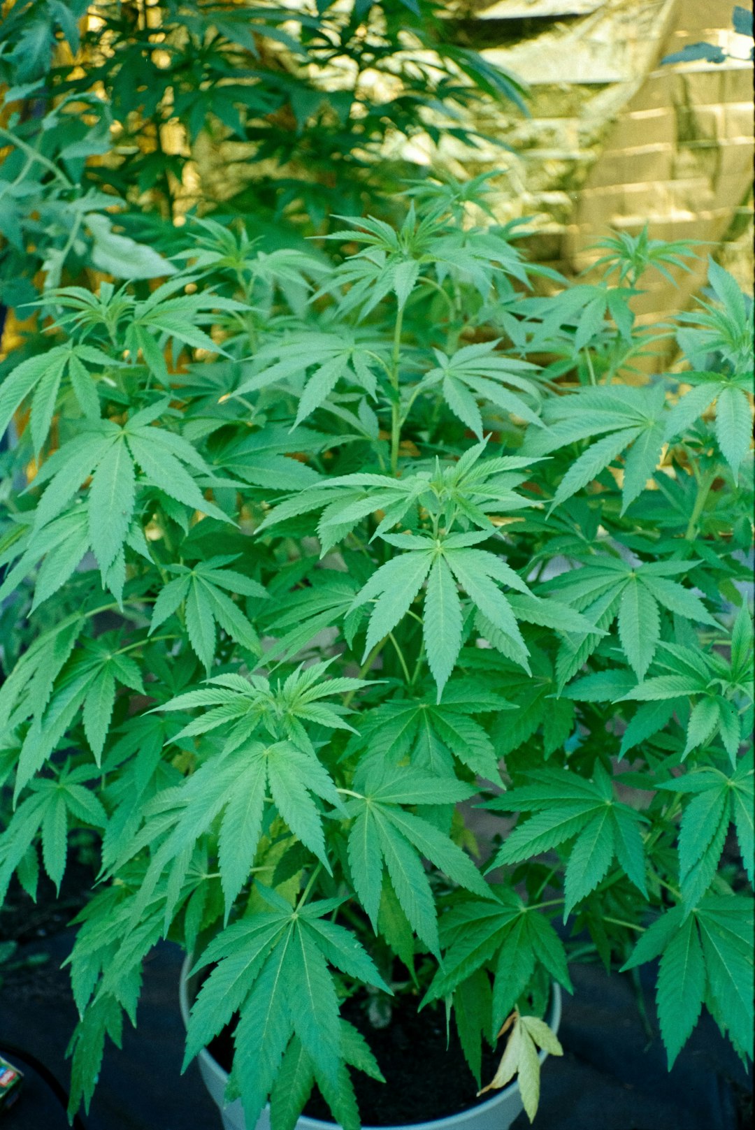Welcome to the premier Prague cannabis shop