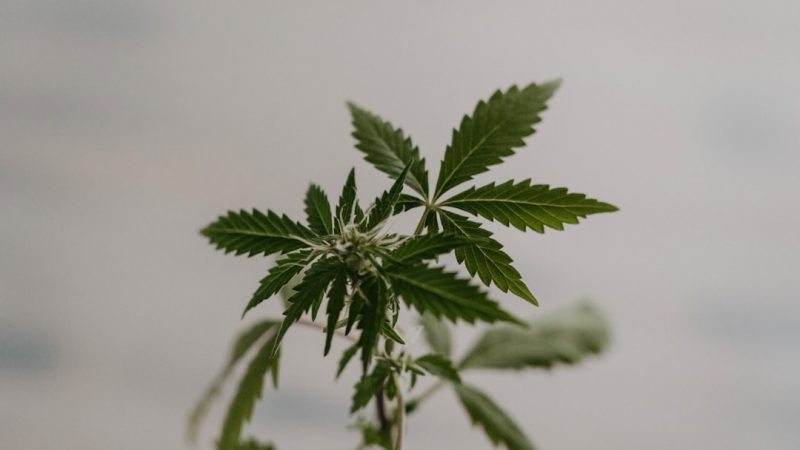Fastest and most reliable hemp shop in Prague
