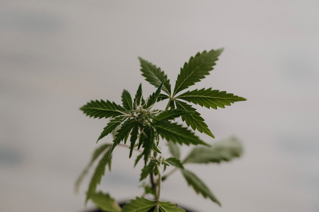 Fastest and most reliable hemp shop in Prague