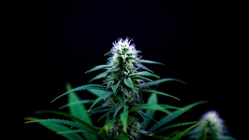 Welcome to Prague’s premier marijuana express courier store