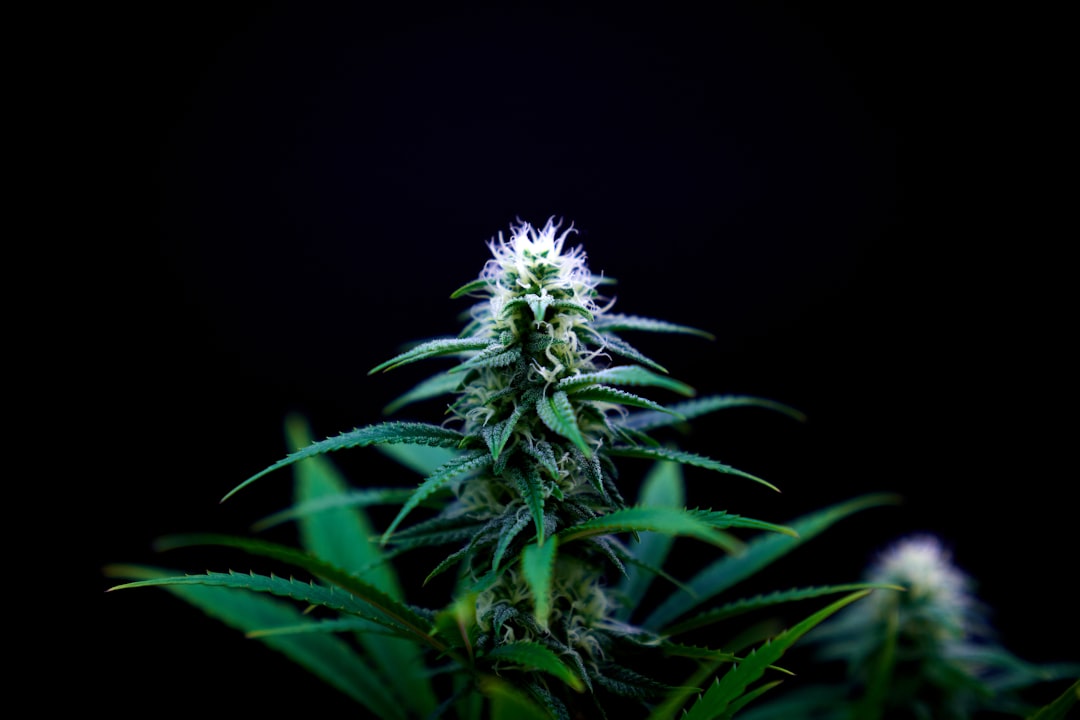 Welcome to Prague’s premier marijuana express courier store