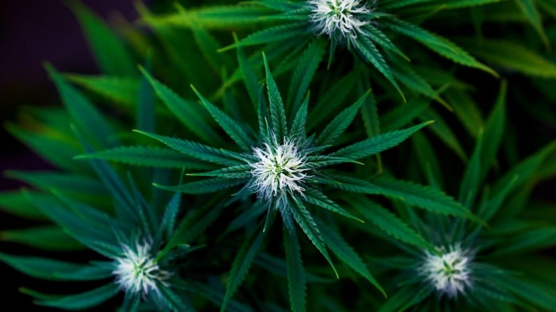 THC Vape Supplier Downtown Prague