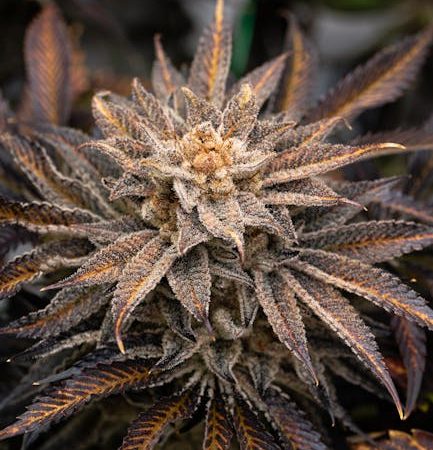 Fastest, most reliable hemp delivery service in Prague