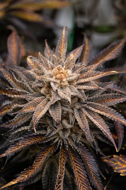 Fastest, most reliable hemp delivery service in Prague