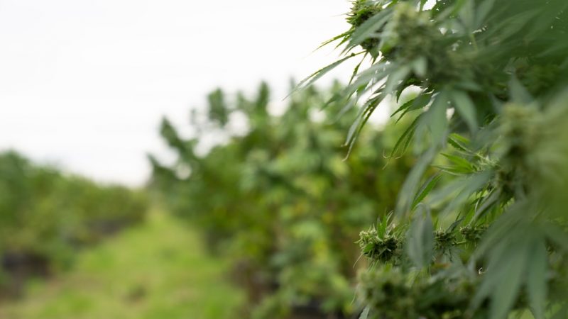 Premium THC Joints in Prague – Online Cannabis Shop