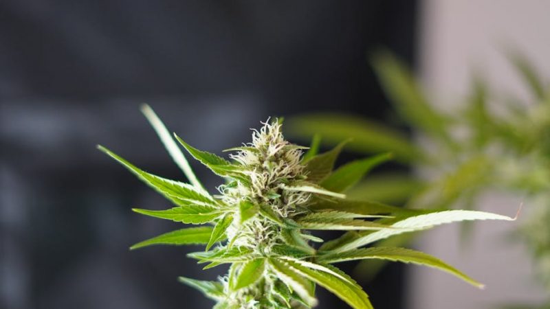 Fast and Discreet THC Delivery in Prague