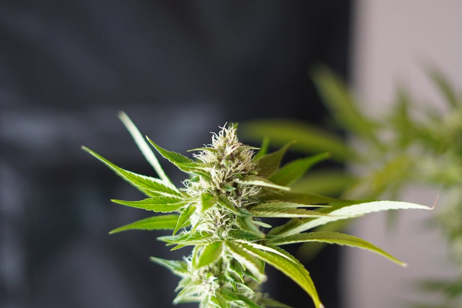 Fast and Discreet THC Delivery in Prague