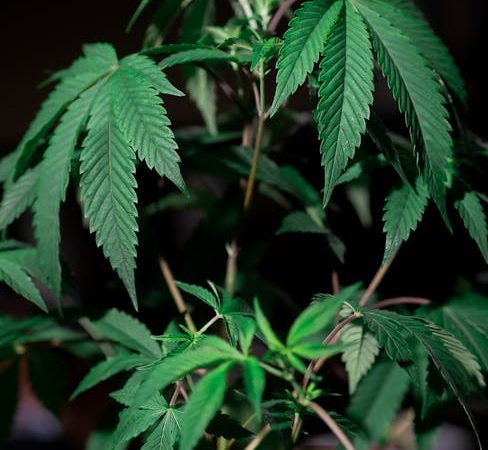 Fast Cannabis Delivery in Prague